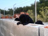 2 Aylık Erkek Ve Dişi Cane Corso Yavrularımız
