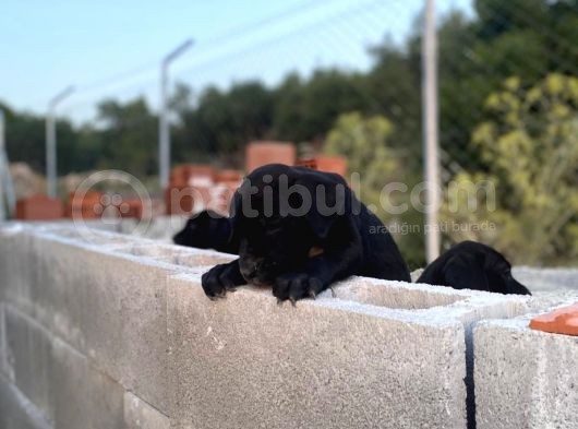2 Aylık Erkek Ve Dişi Cane Corso Yavrularımız görsel