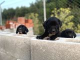 2 Aylık Erkek Ve Dişi Cane Corso Yavrularımız