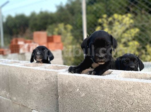 2 Aylık Erkek Ve Dişi Cane Corso Yavrularımız görsel