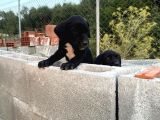 2 Aylık Erkek Ve Dişi Cane Corso Yavrularımız
