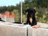 2 Aylık Erkek Ve Dişi Cane Corso Yavrularımız
