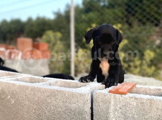 2 Aylık Erkek Ve Dişi Cane Corso Yavrularımız görsel