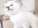 Show Kalite British Shorthair Yavrularımız