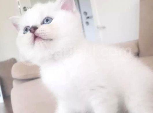 Show Kalite British Shorthair Yavrularımız