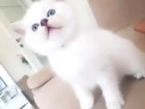 Show Kalite British Shorthair Yavrularımız