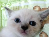 British Shorthair Chocolate Point