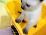 British Shorthair Chocolate Point