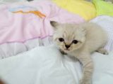 British Shorthair Chocolate Point