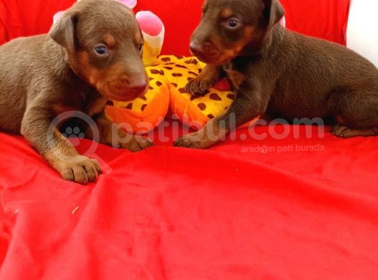 Anne Baba Full Scrli Doberman Yavrular görsel