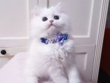 Safkan Iran Chincilla Anne Altından