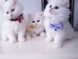 Safkan Iran Chincilla Anne Altından