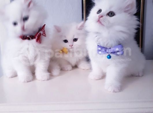 Safkan Iran Chincilla Anne Altından görsel