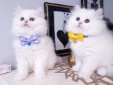 Safkan Iran Chincilla Anne Altından