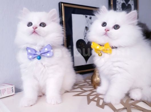 Safkan Iran Chincilla Anne Altından