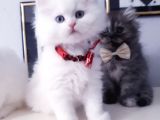 Safkan Iran Chincilla Anne Altından