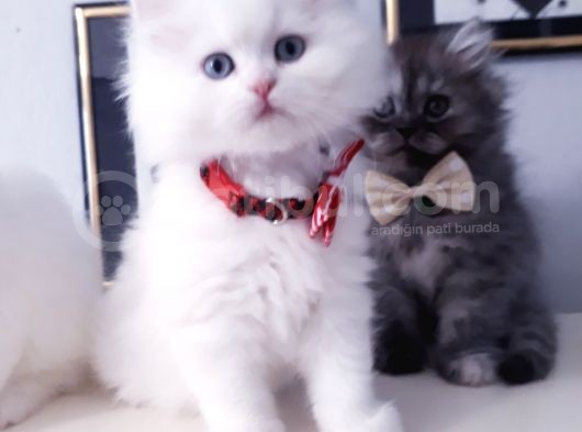 Safkan Iran Chincilla Anne Altından görsel