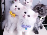 Safkan Iran Chincilla Anne Altından