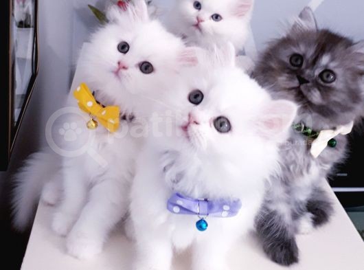 Safkan Iran Chincilla Anne Altından görsel