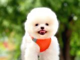 Safkan Teddy Pomeranian Yavrular