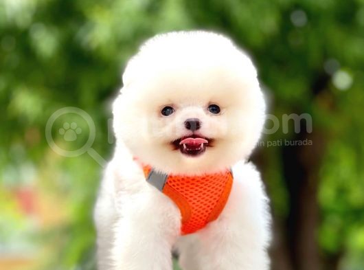 Safkan Teddy Pomeranian Yavrular