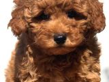 Red Toy Poodle