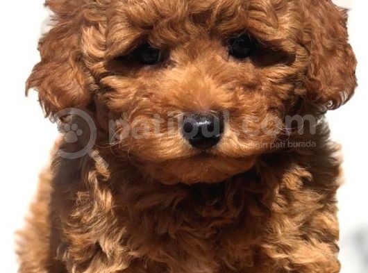 Red Toy Poodle