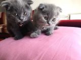 Scottish Fold Yavrularımız Yeni Yuvalarını Arıyorlar