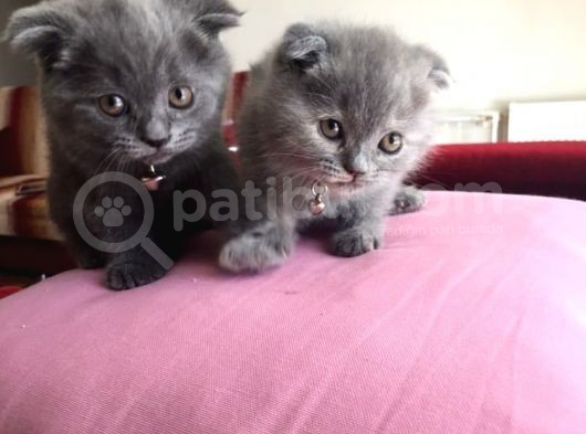 Scottish Fold Yavrularımız Yeni Yuvalarını Arıyorlar görsel
