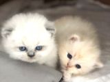 Chinchilla Yavruları Blue Point & Persian