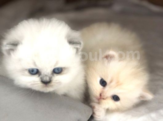 Chinchilla Yavruları Blue Point & Persian
