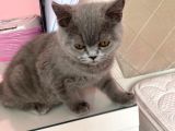 Safkan British Shorthair
