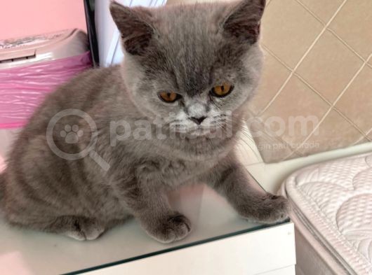 Safkan British Shorthair görsel