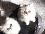 British Longhair Silver Shaded Ns1133 Kedimin Yavruları