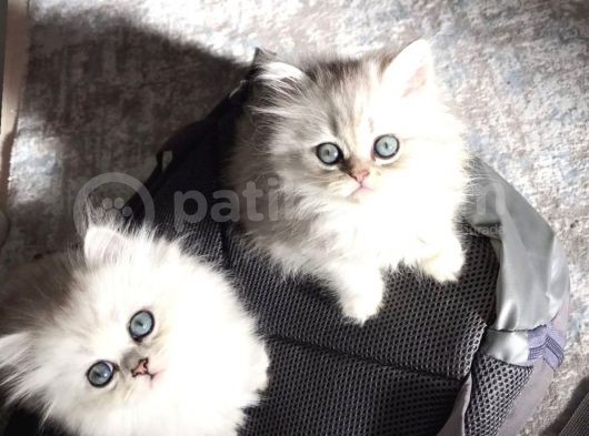 British Longhair Silver Shaded Ns1133 Kedimin Yavruları görsel