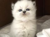 Chinchilla Yavruları Blue Point & Persian