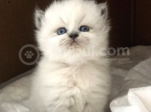 Chinchilla Yavruları Blue Point & Persian görsel