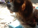 Yetişkin Cavalier King Charles Spanial
