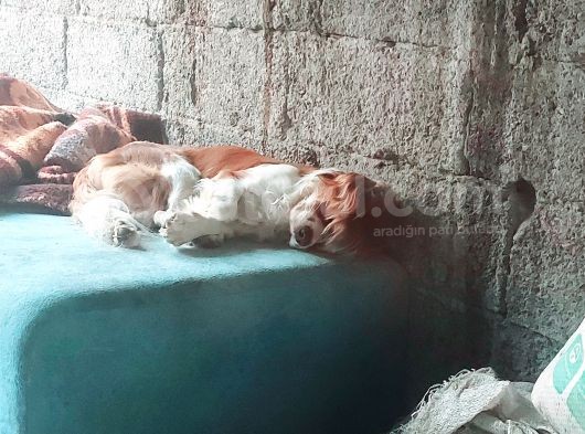 Yetişkin Cavalier King Charles Spanial