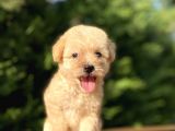 Gülen Surat Malti̇poo Bebeği̇mi̇z