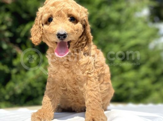 Gülen Surat Poodle Bebekleri̇mi̇z görsel