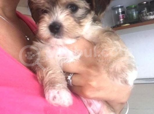 Secerelı Morkie Bebekler görsel