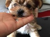 Secerelı Morkie Bebekler