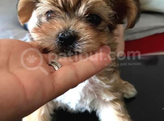 Secerelı Morkie Bebekler görsel