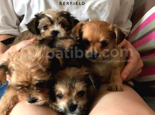 Secerelı Morkie Bebekler