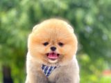 Safkan Teddy Pomeranian Yavrular