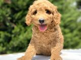 Gülen Surat Poodle Bebekleri̇mi̇z