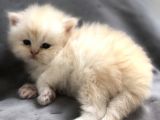 Chinchilla Yavruları Blue Point & Persian