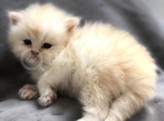Chinchilla Yavruları Blue Point & Persian görsel