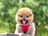 Safkan Teddy Pomeranian Yavrular